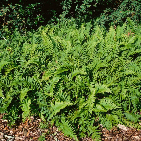 Polypodium vulgare, Tüpfelfarn, ca. 9x9 cm Topf