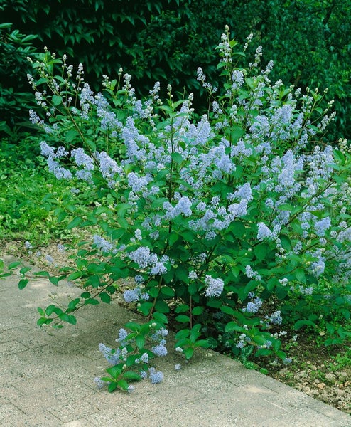 Blühender Säckelblumenstrauch im Garten