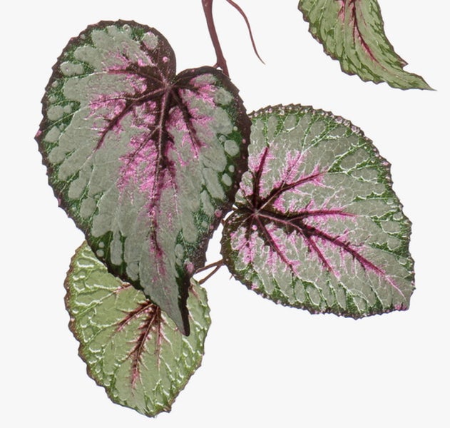Königsbegonie Begonia Rex mit silbrig-grünen Blättern und pinkfarbenen Blattadern