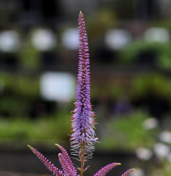 Ehrenpreis Veronica mit aufrecht stehenden violetten Blütenähren im Garten.