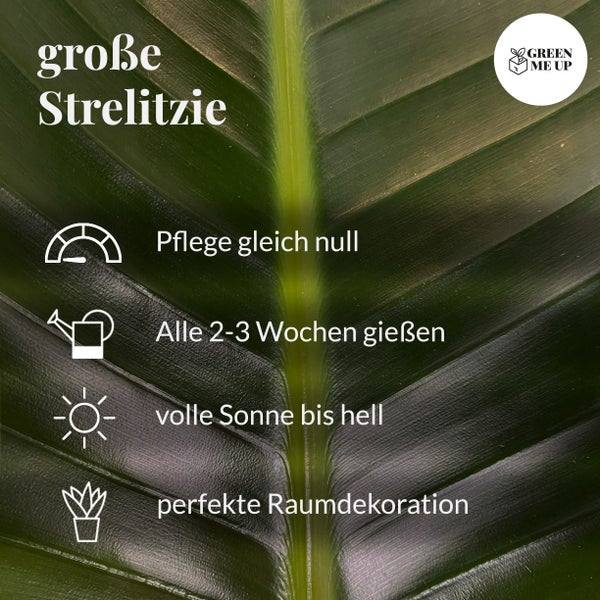 Strelitzie Strelitzia nicolai | XXL Zimmerpflanze 100–110 cm hoch | mit 2–3 Trieben im 21 cm-Topf | Pflegeleicht für Wohnzimmer