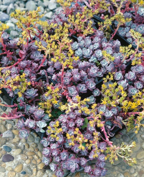 Fettblattgewächse mit gelben Blüten in einer Gärtnerei