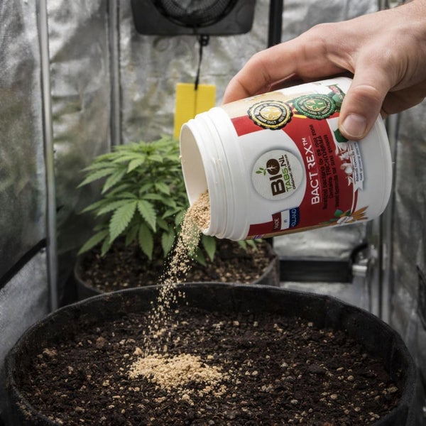 Hand streut BioTabs Bactrex Granulat auf die Erde in einem Stofftopf in einem Growzelt.