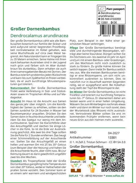 SAFLAX Anzucht Set - Großer Dornenbambus - Dendrocalamus arundinacea - 50 Samen - Mit Mini-Gewächshaus, Anzuchtsubstrat und 2 Töpfen