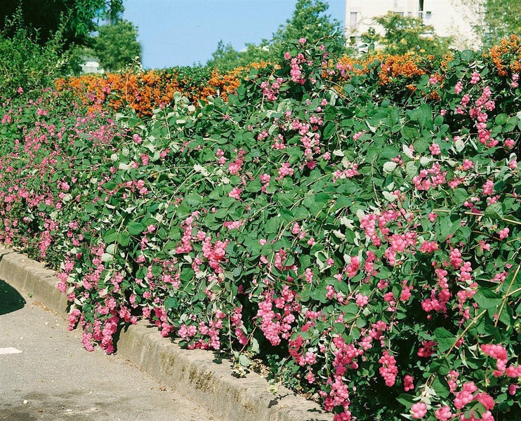 Symphoricarpos doorenbosii 'Amethyst', Purpurbeere, 40–60 cm