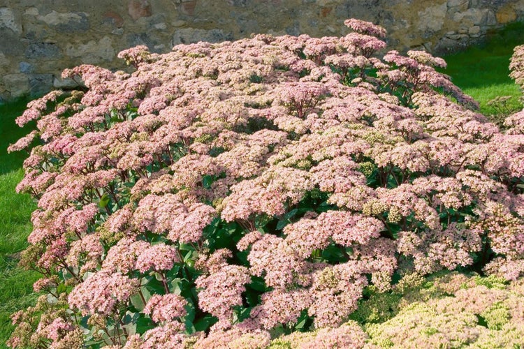 Sedum hybridum 'Matrona', Fetthenne, rosa Blüten, 2 Liter Container