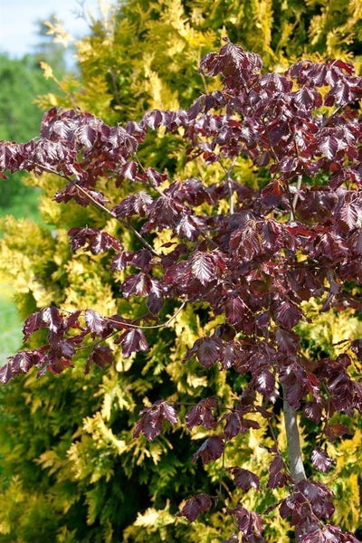Fagus sylvatica 'Purpurea', Rotbuche, purpurrot, 20–30 cm