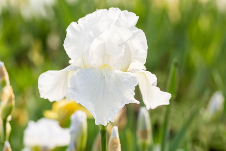 Iris x barb.-elat. 'Immortality', Schwertlilie, weiß, ca. 11x11 cm Topf