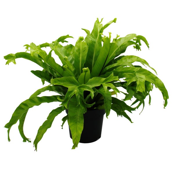 Asplenium nidus Chrissie besondere Farn-Sorten fürs Zimmer Nestfarn 17cm Topf ca. 30-40cm hoch