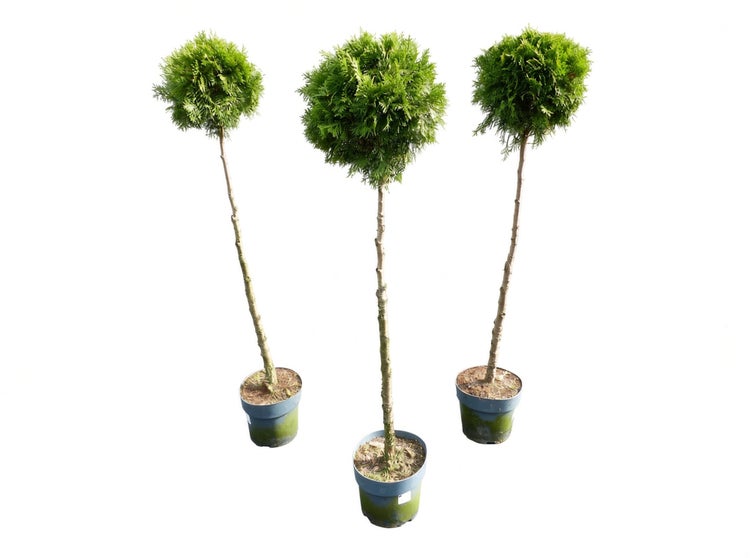 Drei Thuja Hochstämme in Kunststofftöpfen mit kugelförmig geschnittener Krone als Gartenpflanze