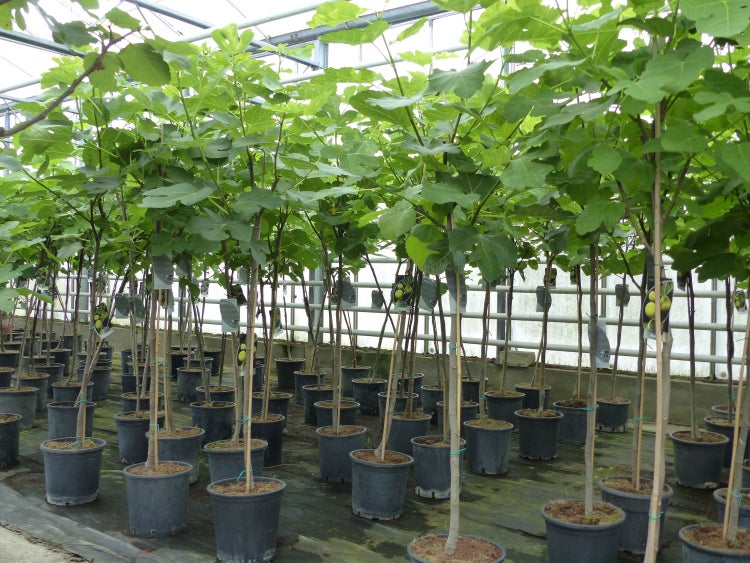 kompakter Feigenbaum 150 - 180 cm Obstbaum, winterhart, Ficus Carica, Feige