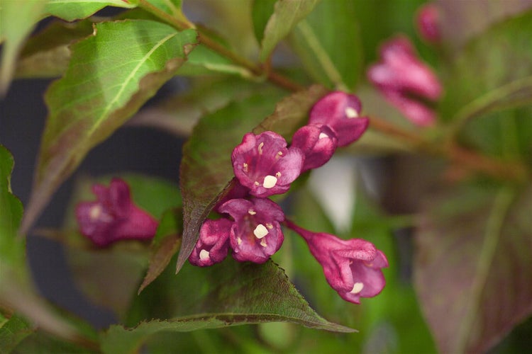 Weigela 'All Summer Red', Weigelie, rot, 30–40 cm