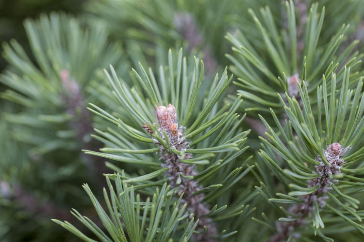 Pinus mugo 'Mops', Bergkiefer, kompakt, 15–20 cm