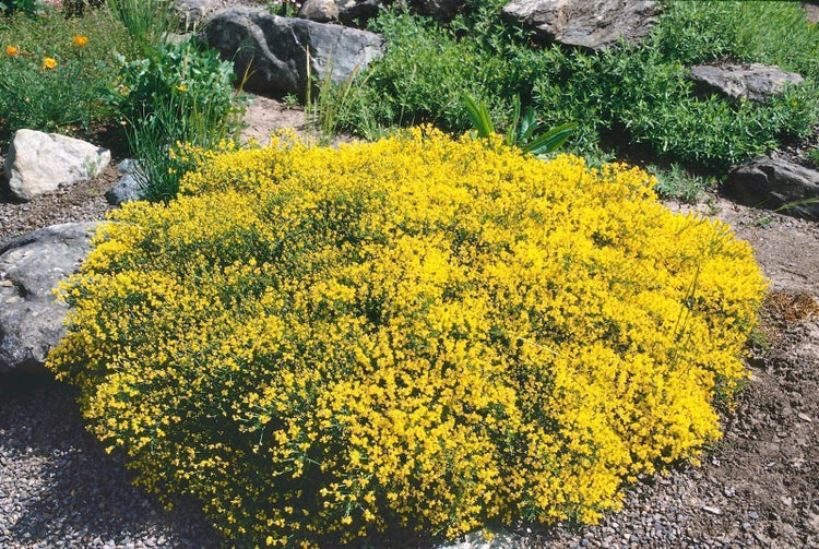 Genista pilosa, Besen-Ginster, gelb, 20–30 cm