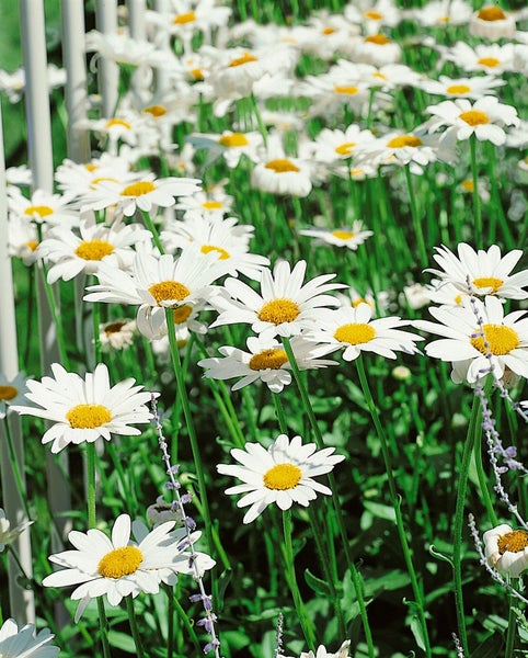 Leucanthemum x superbum 'Becky', Margerite, weiß, ca. 9x9 cm Topf