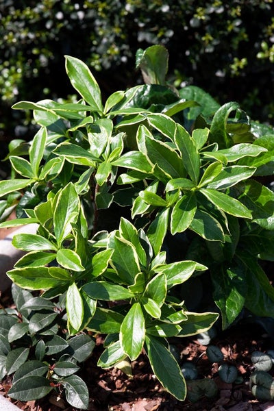 Pieris japonica 'Flaming Silver', Japanische Lavendelheide, 20–25 cm