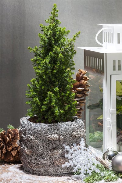 Chamaecyparis thyoides 'Top Point', Scheinzypresse, 20–30 cm