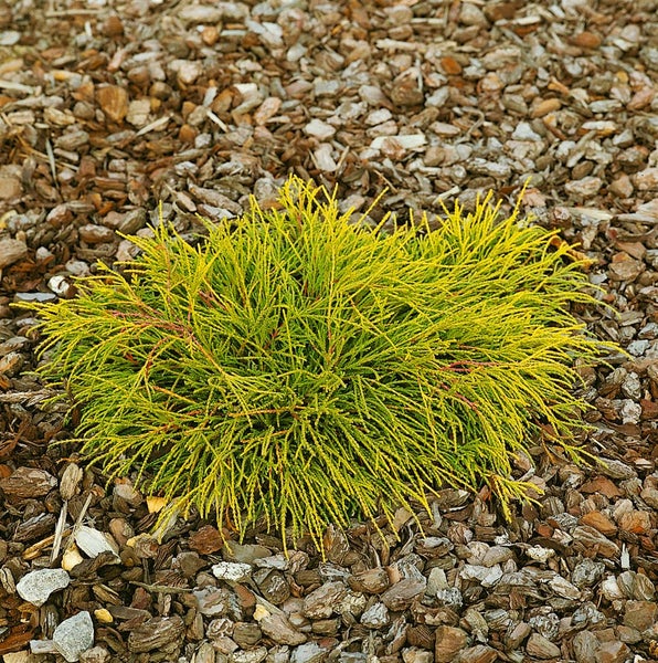 Goldene Hinoki-Scheinzypresse im Gartenbeet