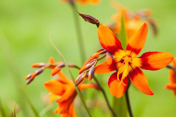 Crocosmia x crocosmiifl. 'Emily McKenzie', Montbretie, orange, 2-3 Liter Topf
