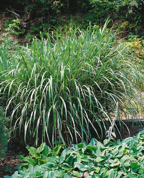 Chinaschilf Pflanze im Gartenbeet