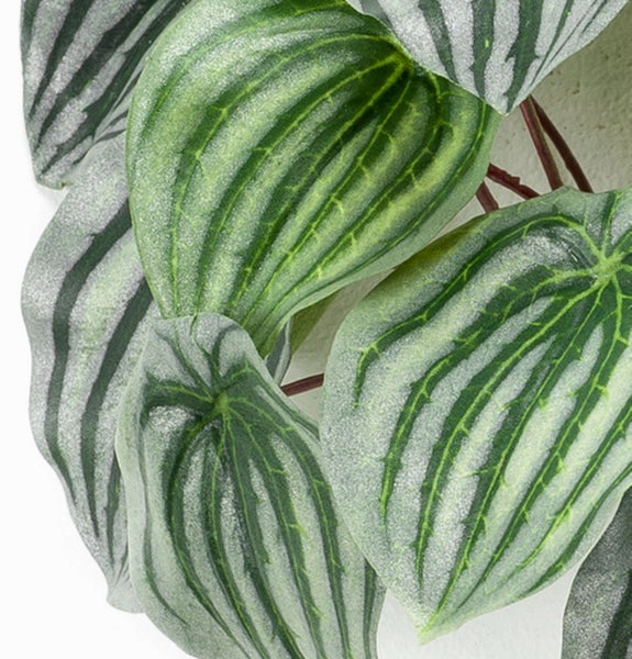 Nahaufnahme einer Peperomia argyreia Zimmerpflanze mit silber-grün gestreiften Blättern.