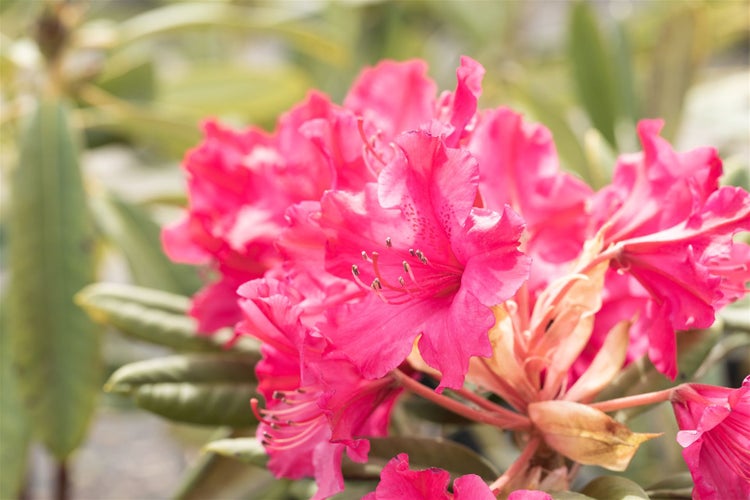 Rhododendron Hybr. smirnowii 'Weinlese', rot, 30–40 cm