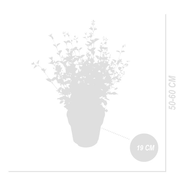 Silhouette einer Pflanze im Topf mit einer Wuchshöhe von 50 bis 60 Zentimetern und einem Topfdurchmesser von 19 Zentimetern.