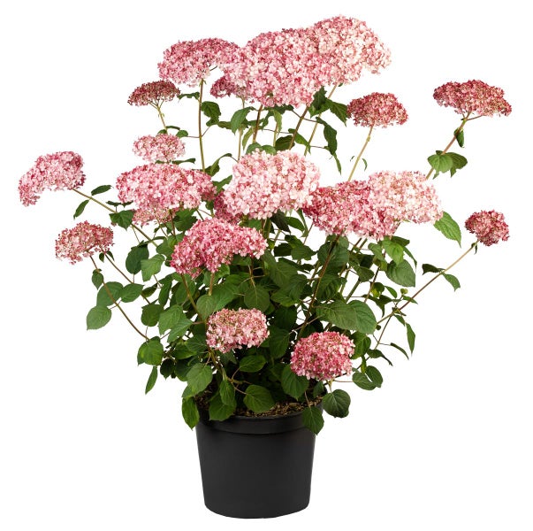 Hydrangea arborescens 'Pink Annabelle', rosa, 40–60 cm