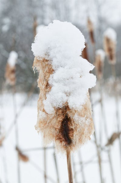 Schilfkolben im Winter mit Schnee bedeckt