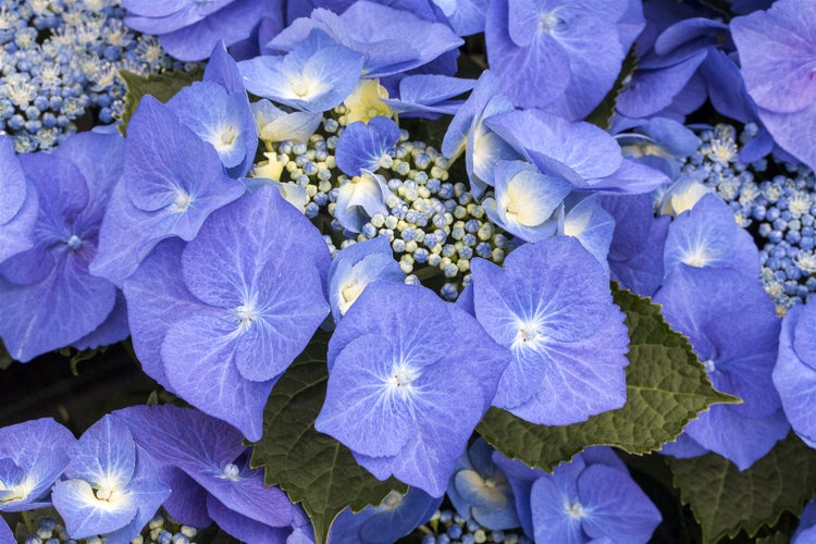 Hydrangea macrophylla 'Blaumeise', Bauernhortensie, blau, 30–40 cm