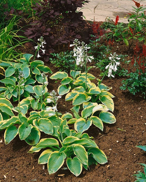 Hosta sieboldiana 'Frances Williams', Funkie, grün-gelb, ca. 9x9 cm Topf