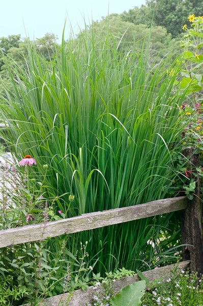 Hohes Ziergras im Garten hinter einem Holzzaun.