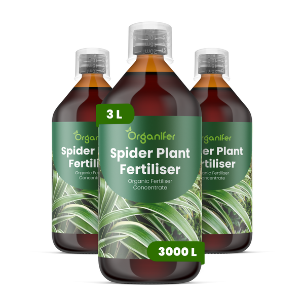 Organifer biologischer Flüssigdünger für Grünlilien, Set aus drei Flaschen mit insgesamt 3 Liter Konzentrat.