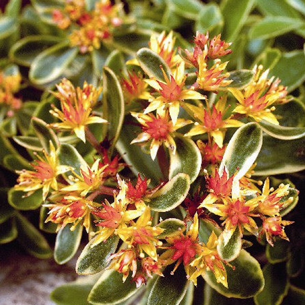 Fetthenne mit gelb-roten Blüten und grünen Blättern