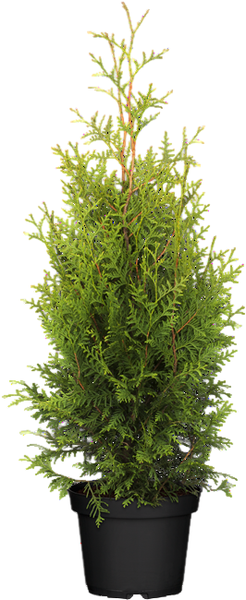 Thuja occidentalis 'Brabant', Lebensbaum, immergrün, 80-100 cm