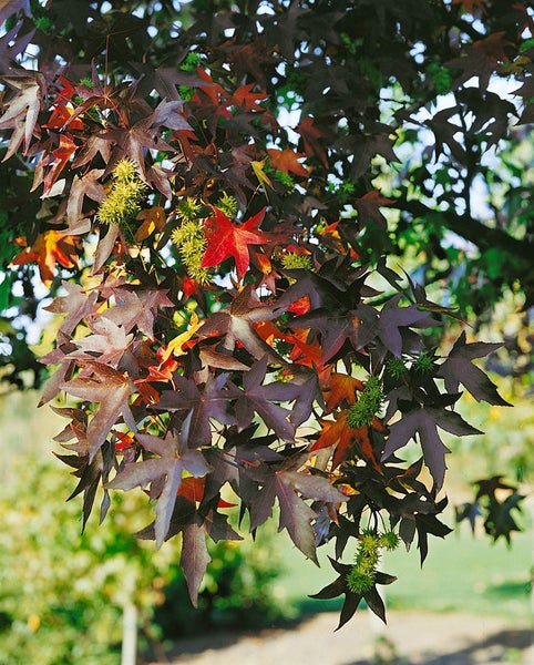 Geäst eines Amberbaums mit sternförmigen Blättern und stacheligen Fruchtständen im Herbst.
