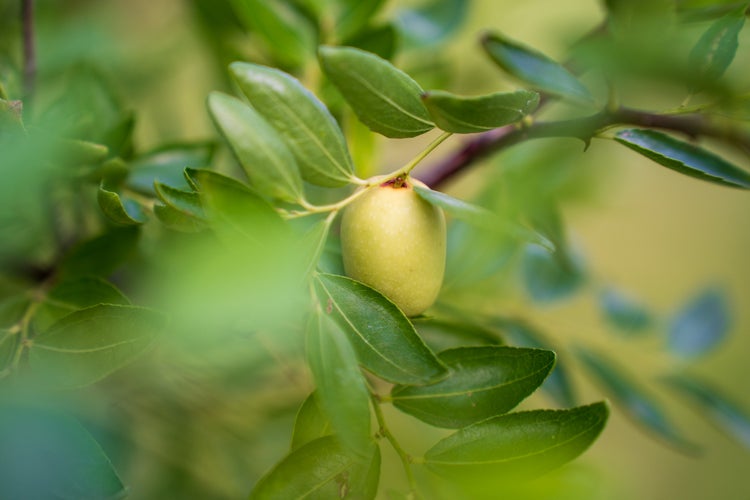 Chinesische Dattel Jujube Frucht an einem Zweig mit grünen Blättern.