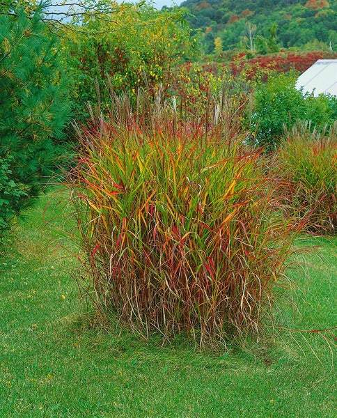 Miscanthus sinensis var. purpurascens, Chinaschilf, purpurrot, ca. 11x11 cm Topf