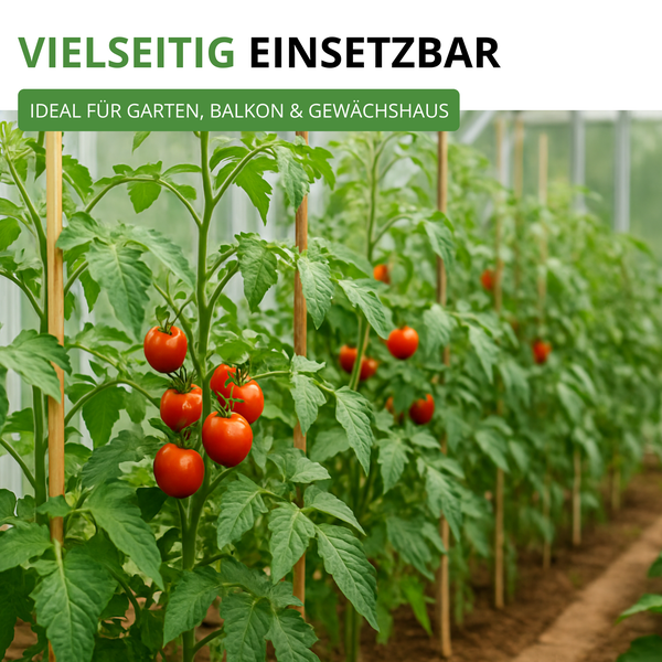 Tomatenpflanzen mit reifen Tomaten in einem Gewächshaus, die an Holzstäben wachsen.