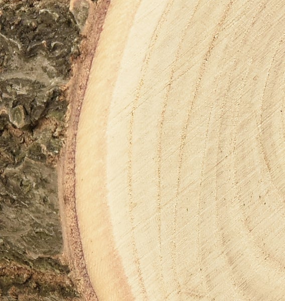 Nahaufnahme eines Baumstamms mit Baumringen und Rinde
