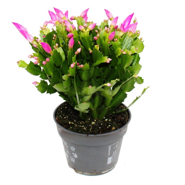 Weihnachtskaktus Schlumbergera mit rosa Blüten und vielen Knospen in einem grauen Kunststofftopf.