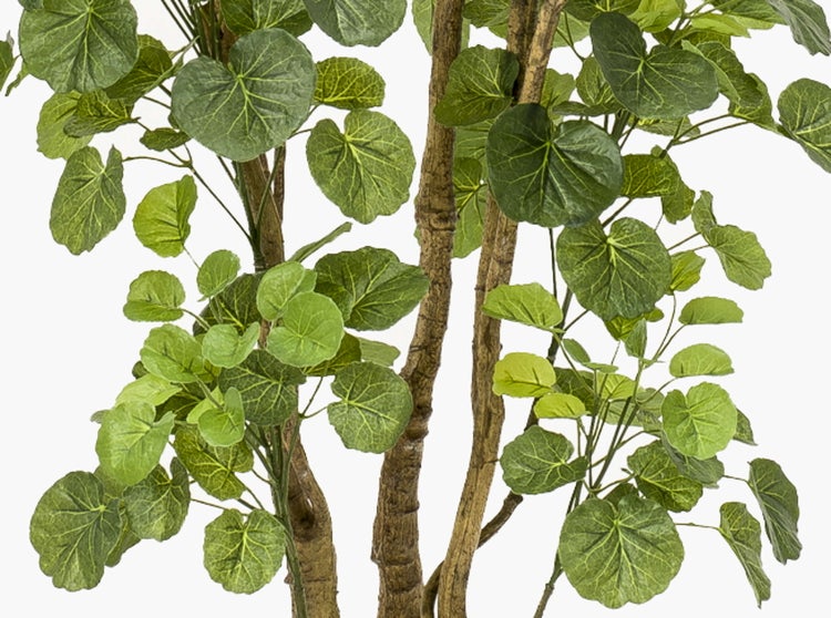 Künstliche Polyscias Pflanze mit runden Blättern und naturgetreuen Stämmen.