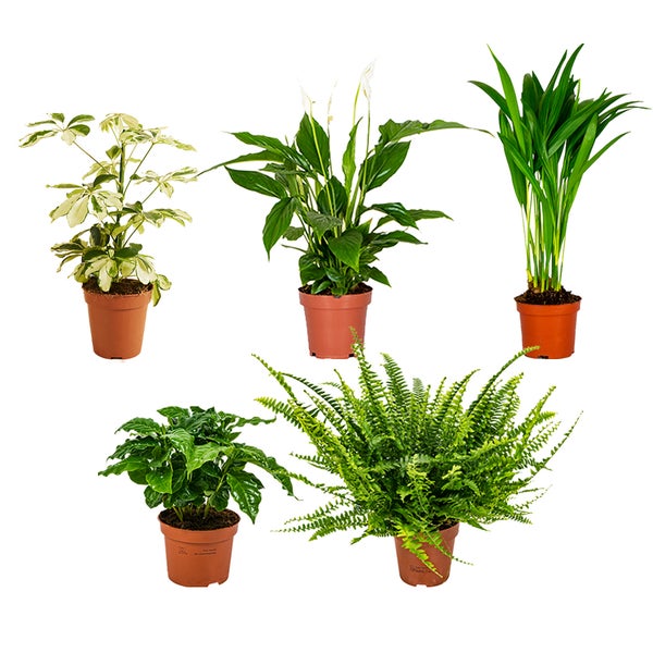 Bloomique – Luftreinigende Zimmerpflanzen Mischung – 5er-Set – Mit Spathiphillium, Coffea Arabica, Nephrolepis Green Lady, Dypsis Lutescens, Schefflera –  ⌀12 cm - 25-45 cm