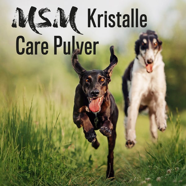 ALPHAZOO MSM Pulver 1kg für Hunde und Katzen I Organischer Schwefel für Agility