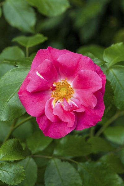 Rosa rugosa 'Rubra', Kartoffelrose, rot, 40–60 cm