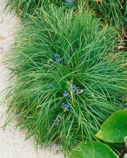 Ophiopogon japonicus, Schlangenbart, immergrün, ca. 9x9 cm Topf