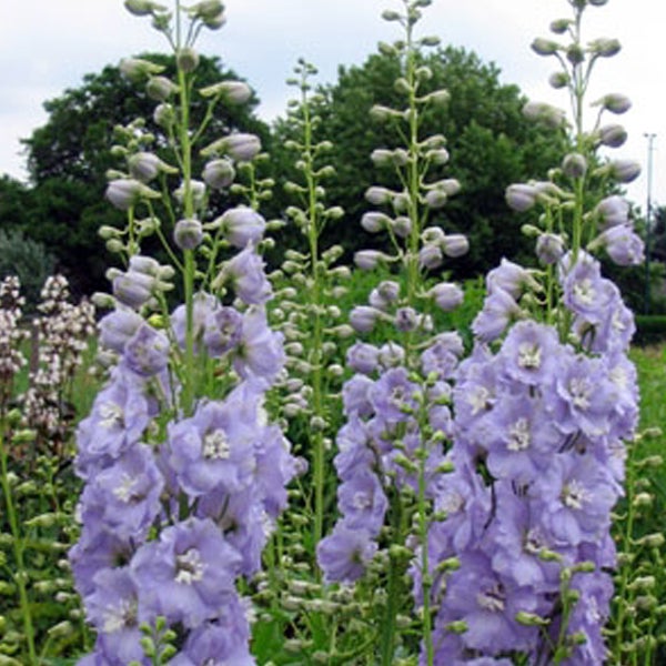 Blühender Rittersporn im Garten