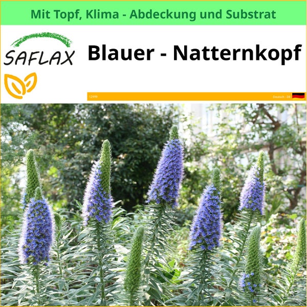 Blauer Natternkopf im Topf mit Klimaabdeckung und Substrat von Saflax