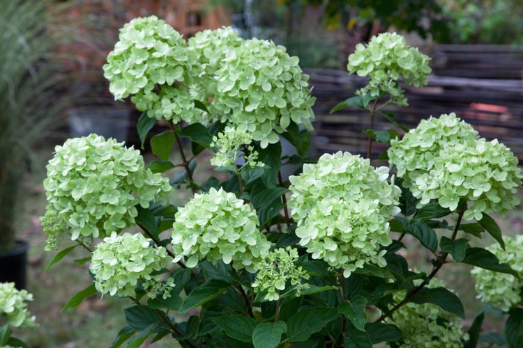 Hydrangea paniculata 'Little Lime', Rispenhortensie, grünlich-weiß, 40–60 cm
