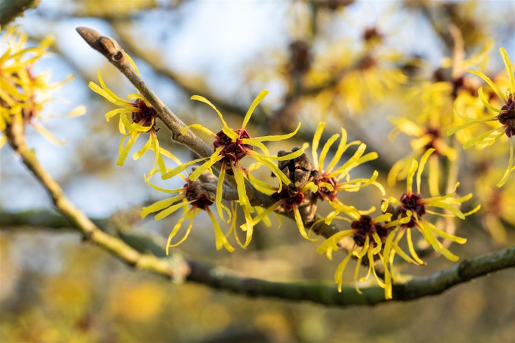 Hamamelis intermedia 'Westerstede', Zaubernuss, gelb, 40–60 cm